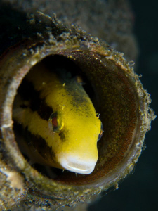 Meiacanthus cf. grammistes with eggs by Alex Varani 